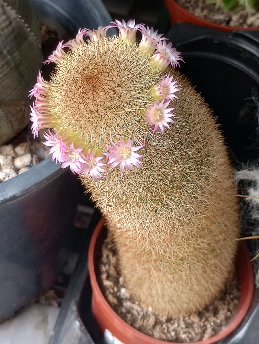 Mammillaria pilcayensis Bronze Spines Huge Clumping Cactus