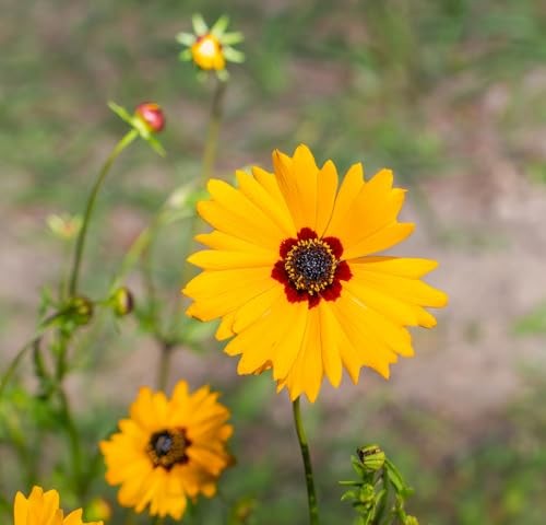 Semi-Dwarf Plains Yellow Coreopsis Flower Seeds (Coreopsis tinctoria) – 1500+