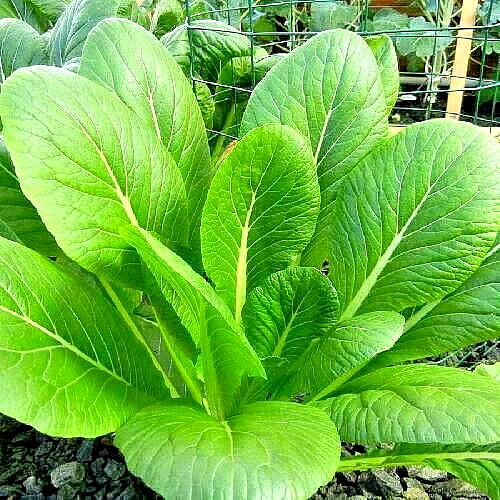 2000+ MUSTARD FLORIDA BROADLEAF AUTUMN SEEDS MICROGREENS HEIRLOOM GARDEN NON-GMO
