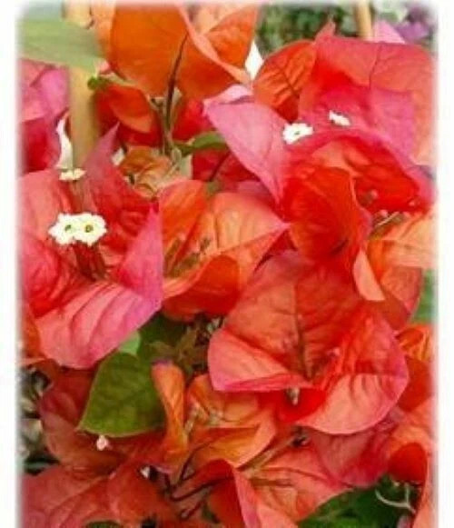 4” Pot of ROSENKA Live Rooted Bougainvillea Plant-Height & Fullness Varies