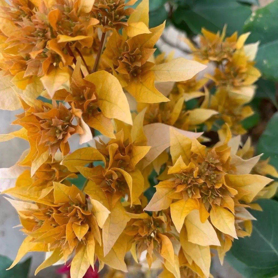 Doubld Petals Gold Yellow Bougainvillea 2 Ft Tall 3 Gallons Pot