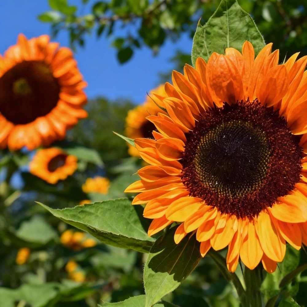 500+Mixed Sunflower Flower Seeds for Planting Outdoor Non-GMO Heirloom