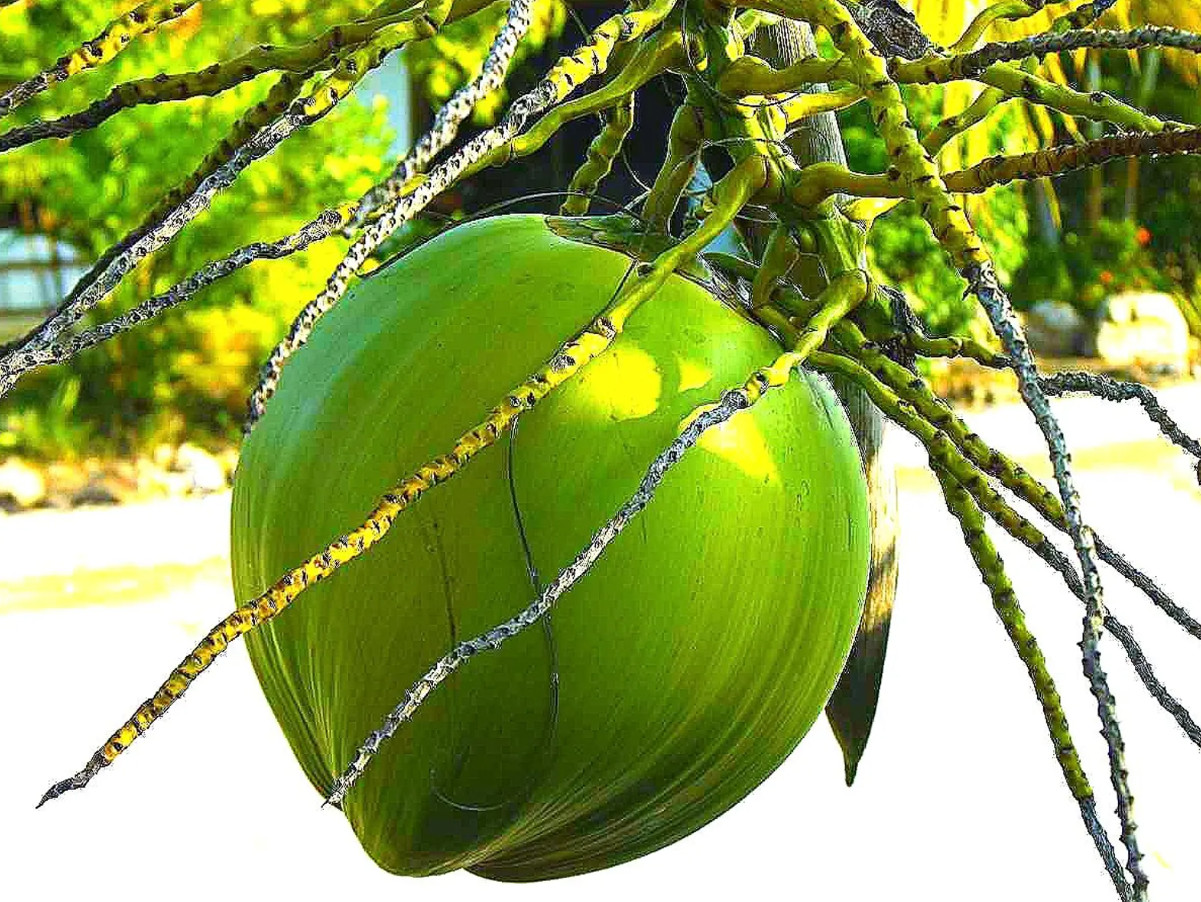 🥥 1 Dwarf Green Malayan Coconut Seed – Tropical Edible Palm – Unsprouted