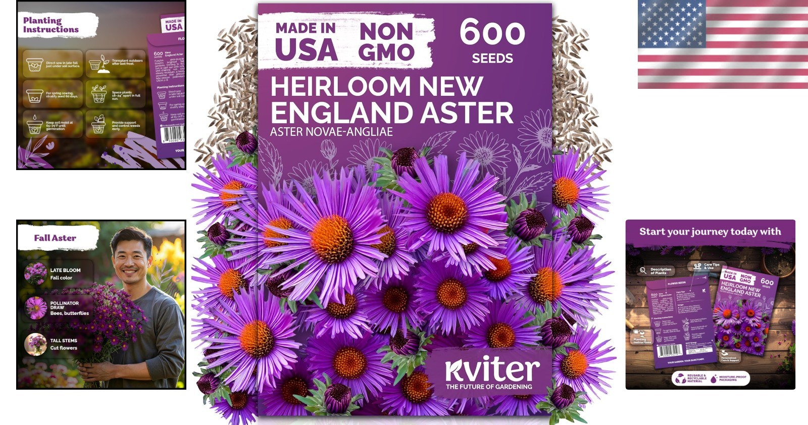 Tall 48-Inch Purple New England Aster Seeds – 600 Count for Elegant Fall Gardens