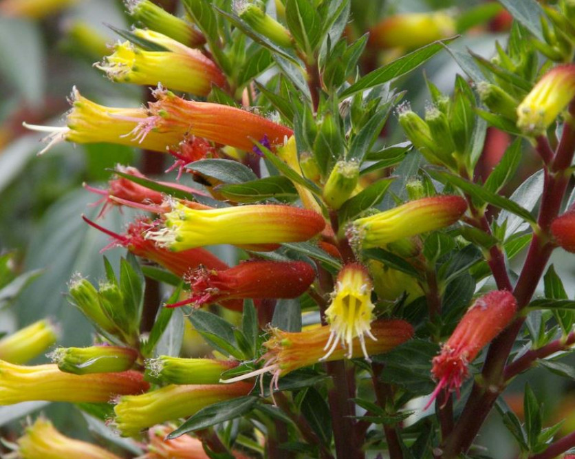 Set of 2 Big Cigar Cuphea Plant – 3-6″ Tall – Tall Orange Yellow Flowering Plant