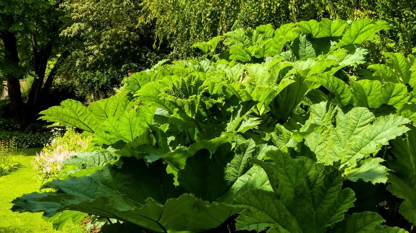 10 GUNNERA MANICATA 6′ Leaves! Giant Rhubarb Dinosaur Plant Moist Shade Red Flow