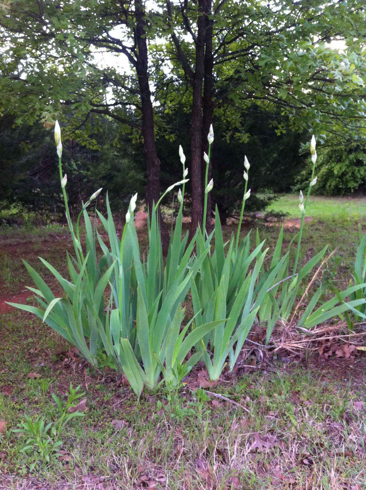 Order 5 organicaly grown white tall German bearded iris rhizome bulb