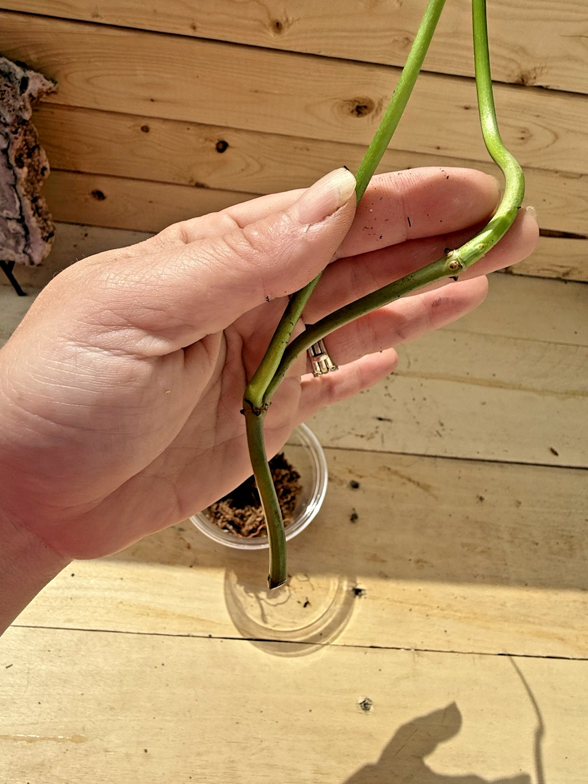 Philodendron Florida Green Plant Cutting Rooting in Moss Cut from Mature Mom