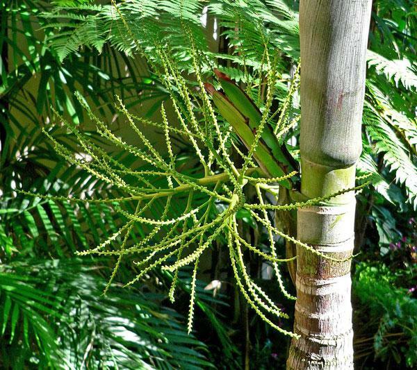 Ptychosperma elegans | Elegant or Solitaire Palm | 20 Seeds