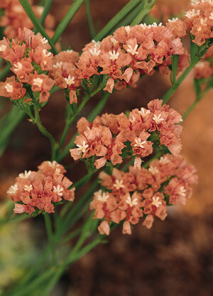 Statice QIS Apricot 500 seeds
