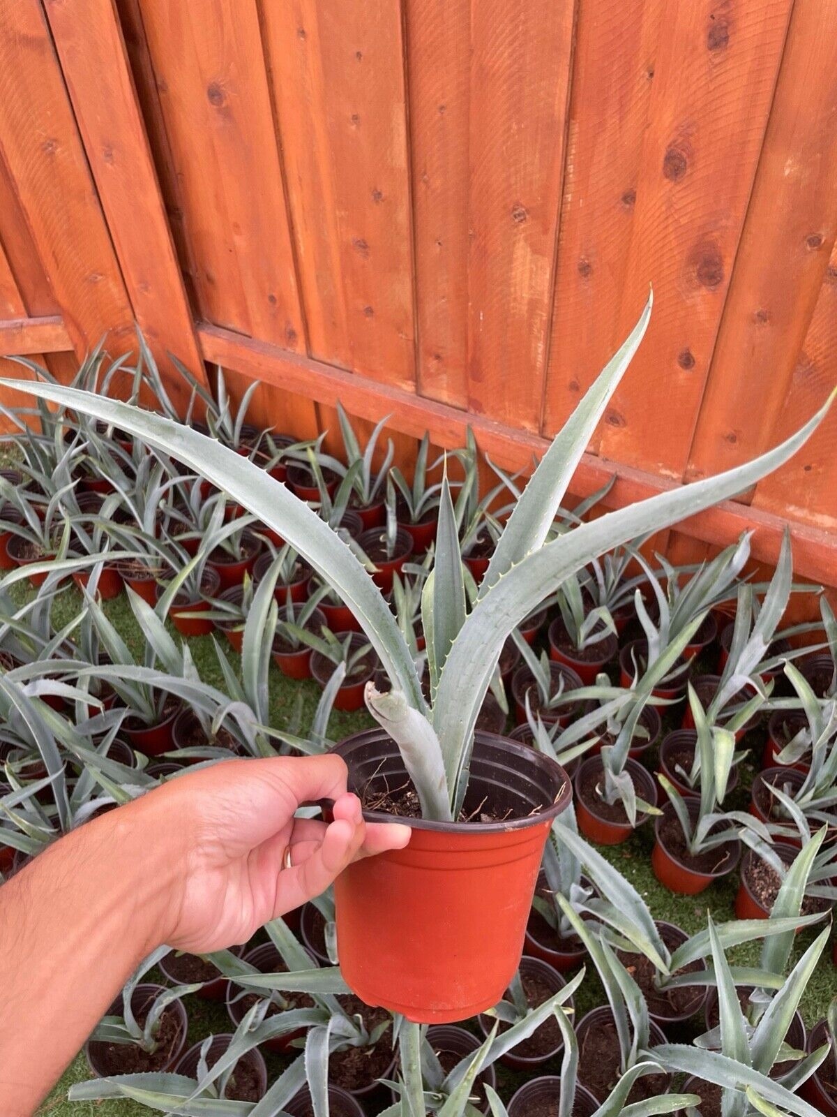 14″ Blue Agave Plant Planter (A Tequilana) Indoor/Outdoor Succulent Home Decor