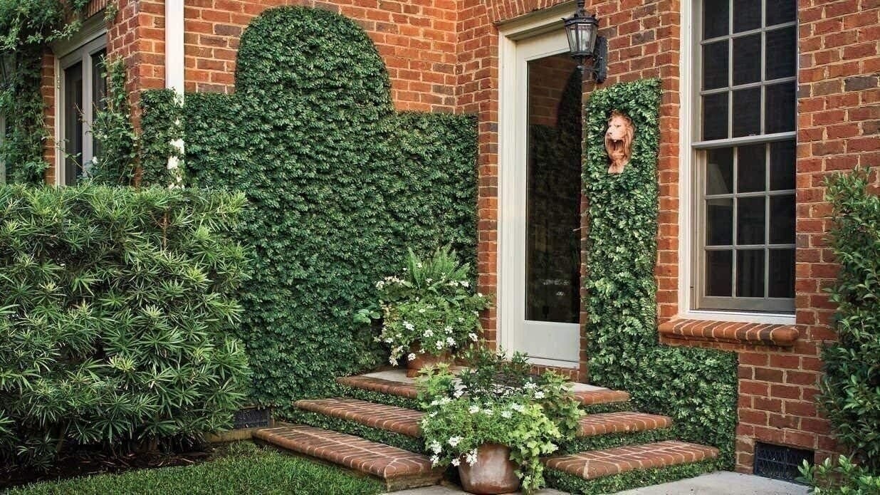 Creeping Fig Variegated | 2 Inch | Ficus pumila | Low Maintenance | Hardy