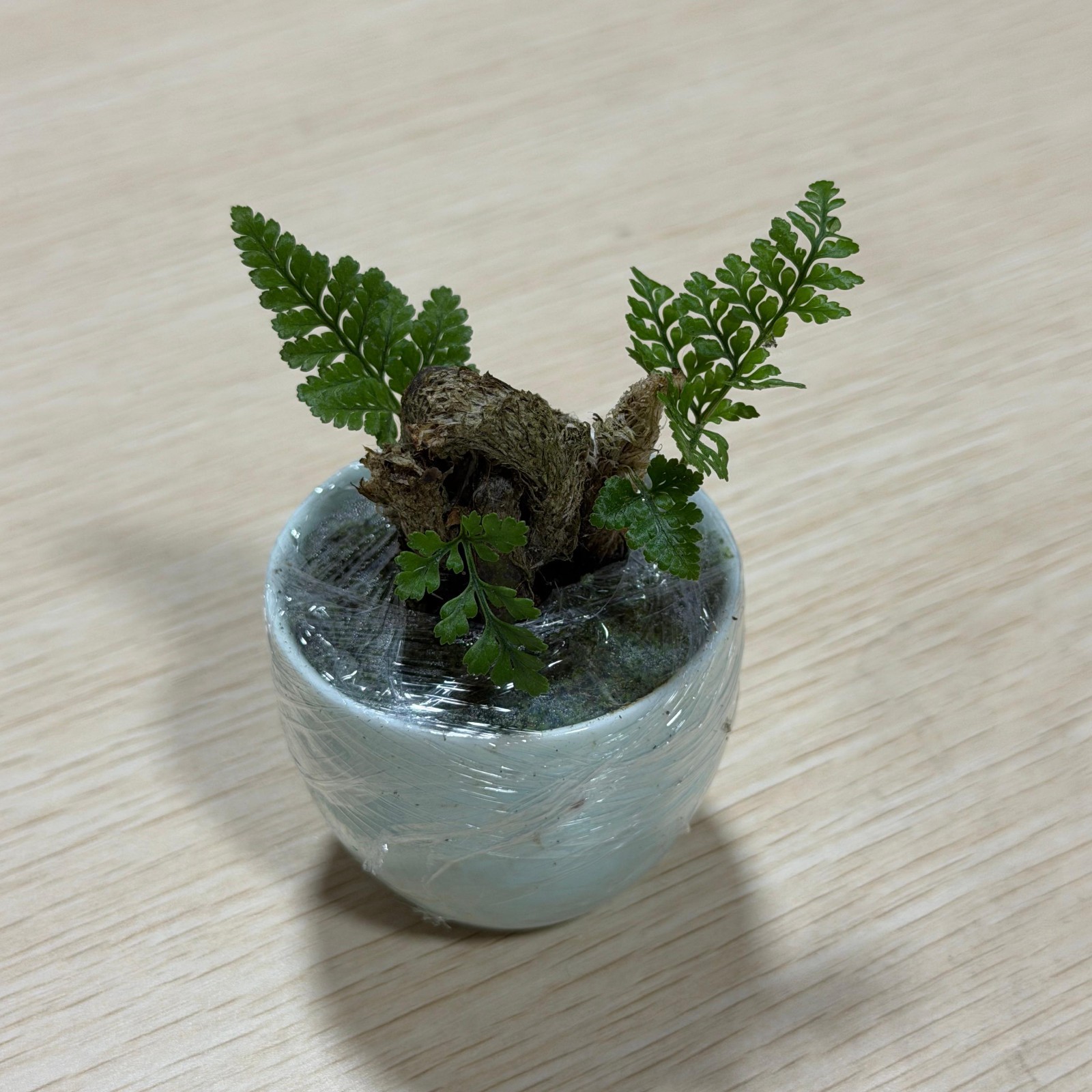Mini Rabbit’s Foot Fern Live Potted Plant, Small Indoor Desk Fern