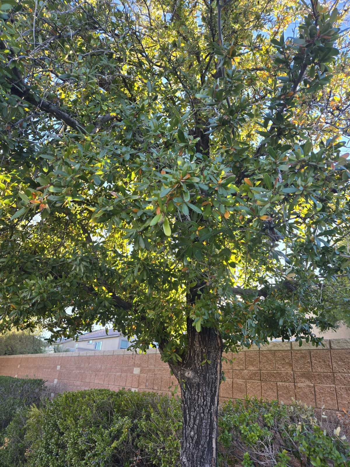 30 – QUERCUS VIRGINIANA, SOUTHERN LIVE OAK, DECEMBER 2024 ACORNS
