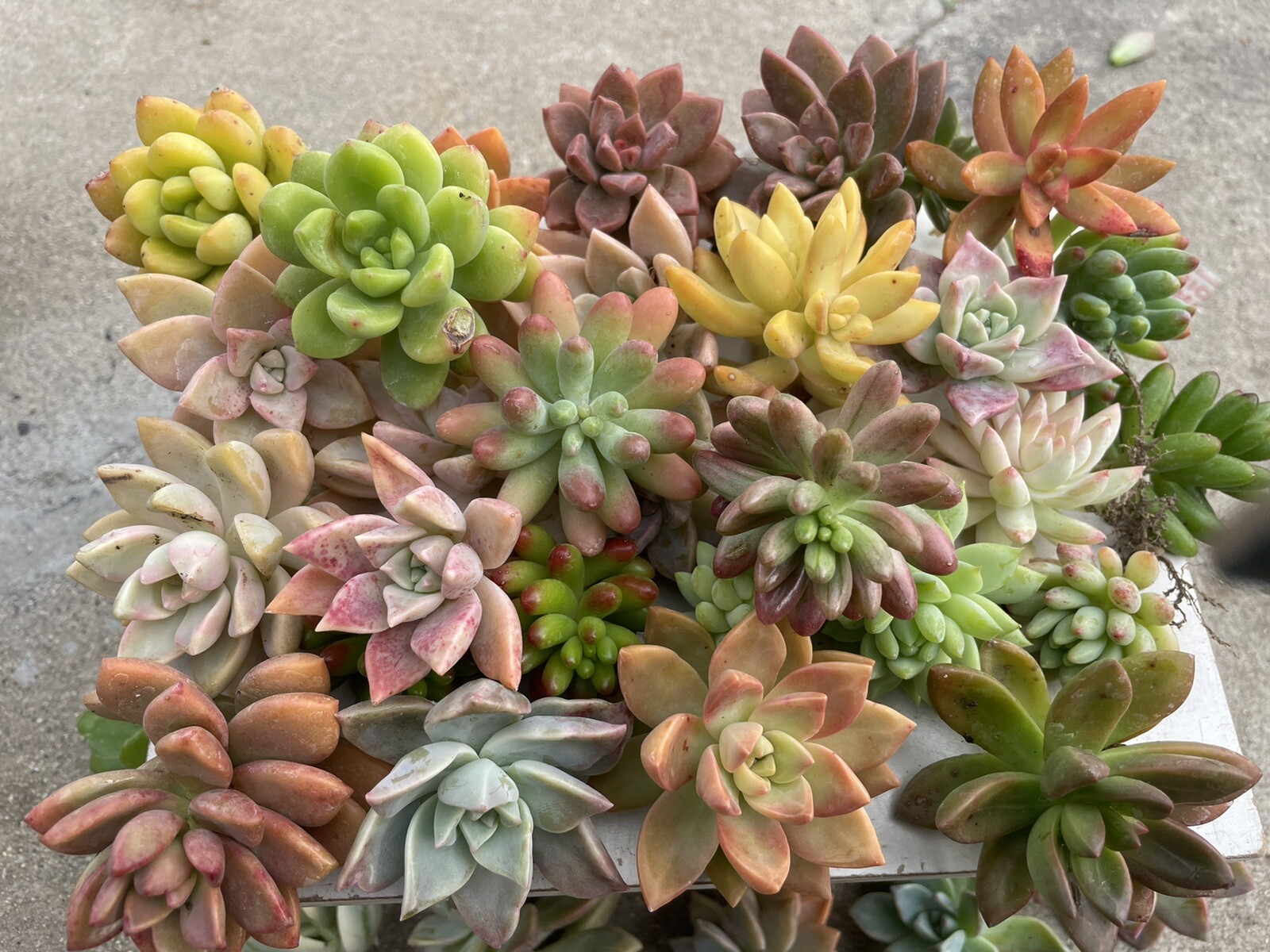 30 colorful cutting succulents (pink, Red,Yellow Orange, Burgundy, Pastel,green)