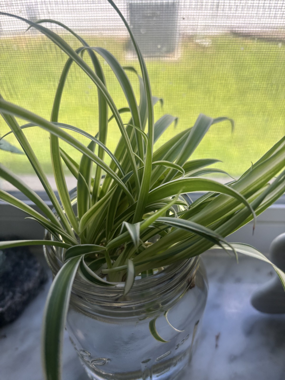 Spider Plant Rooted HOLIDAY SALE-EXTENDED!! BOGO!!!!