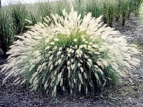 60 Fountain Grass Seeds Pennisetum Alopecuroides~Brooklyn Botanical Gardens Club