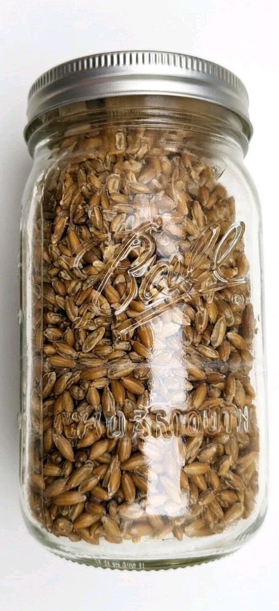 Sterilized Whole Oat Grain Spawn Jars – Pack Of 4 Quart Size Jars