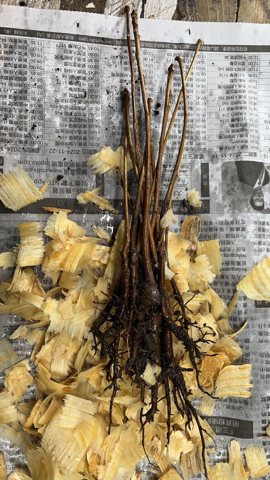 3 Ginkgo Biloba seedlings 1 y.o. plants, oldest tree in the world. Split leaf.