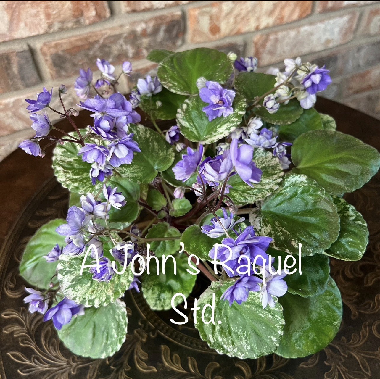 Buyers Choice Trailing Violet 3 Plant Collection. FREE SHIPPING!!!