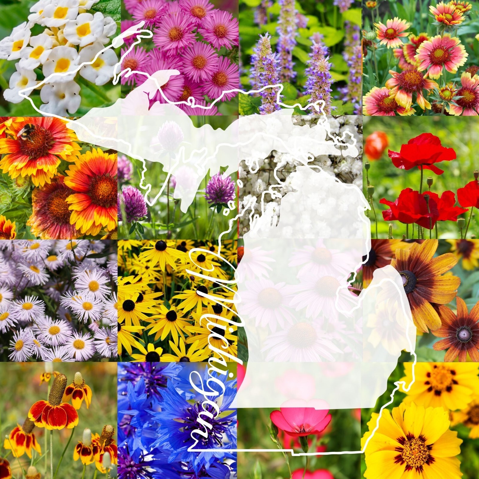 1 Pound Michigan Bulk Wildflower Seed Mix 1lb Covers 2,000sq-ft