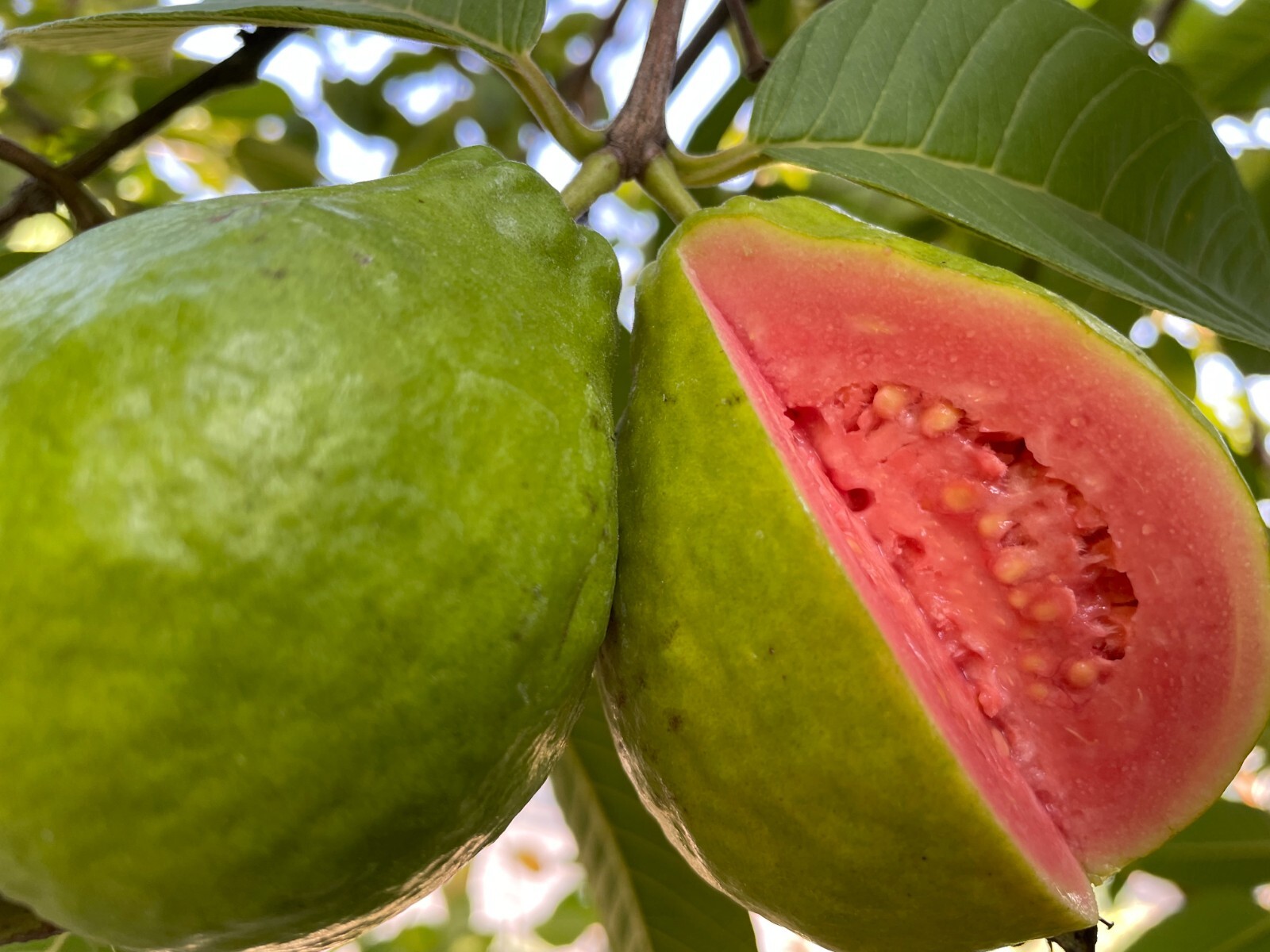 1 Sweet Ruby Supreme Big Fruit Guava Starter Tree, Psidium guajava Tree App 50″