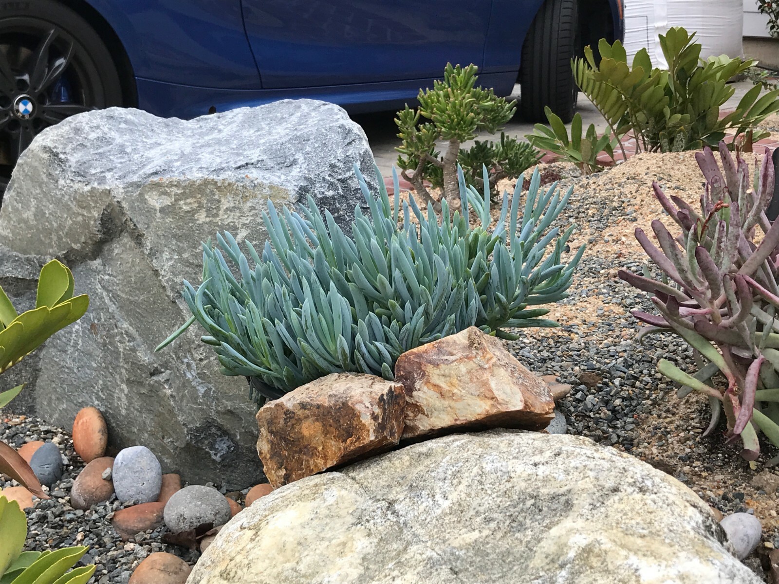 3X Senecio Mandraliscae Blue Chalk Sticks Live Succulent Plant Cuttings 5″ Long