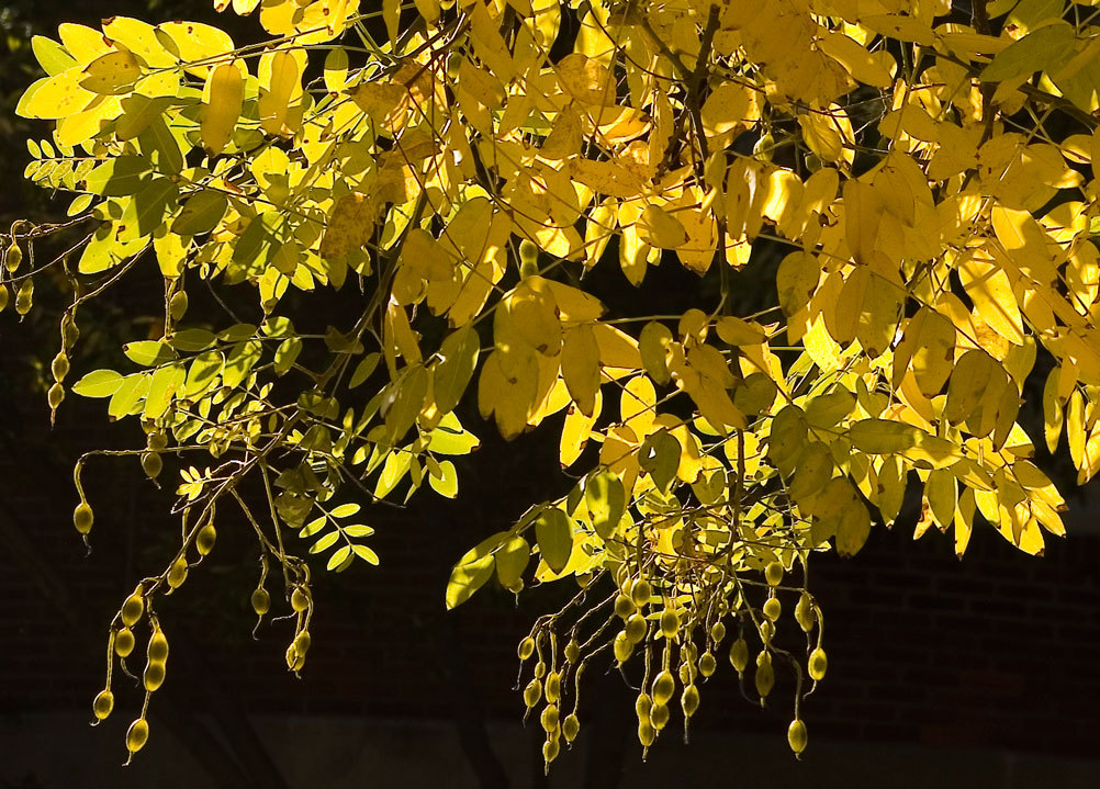 Japanese Pagoda, Sophora japonica, Tree Seeds