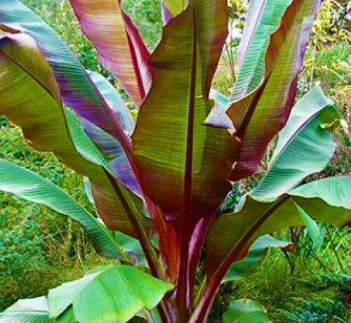 **RED ABYSSINIAN**Ensete Maurelii**AKA False Red Tropical Musa Banana Tree**USA*