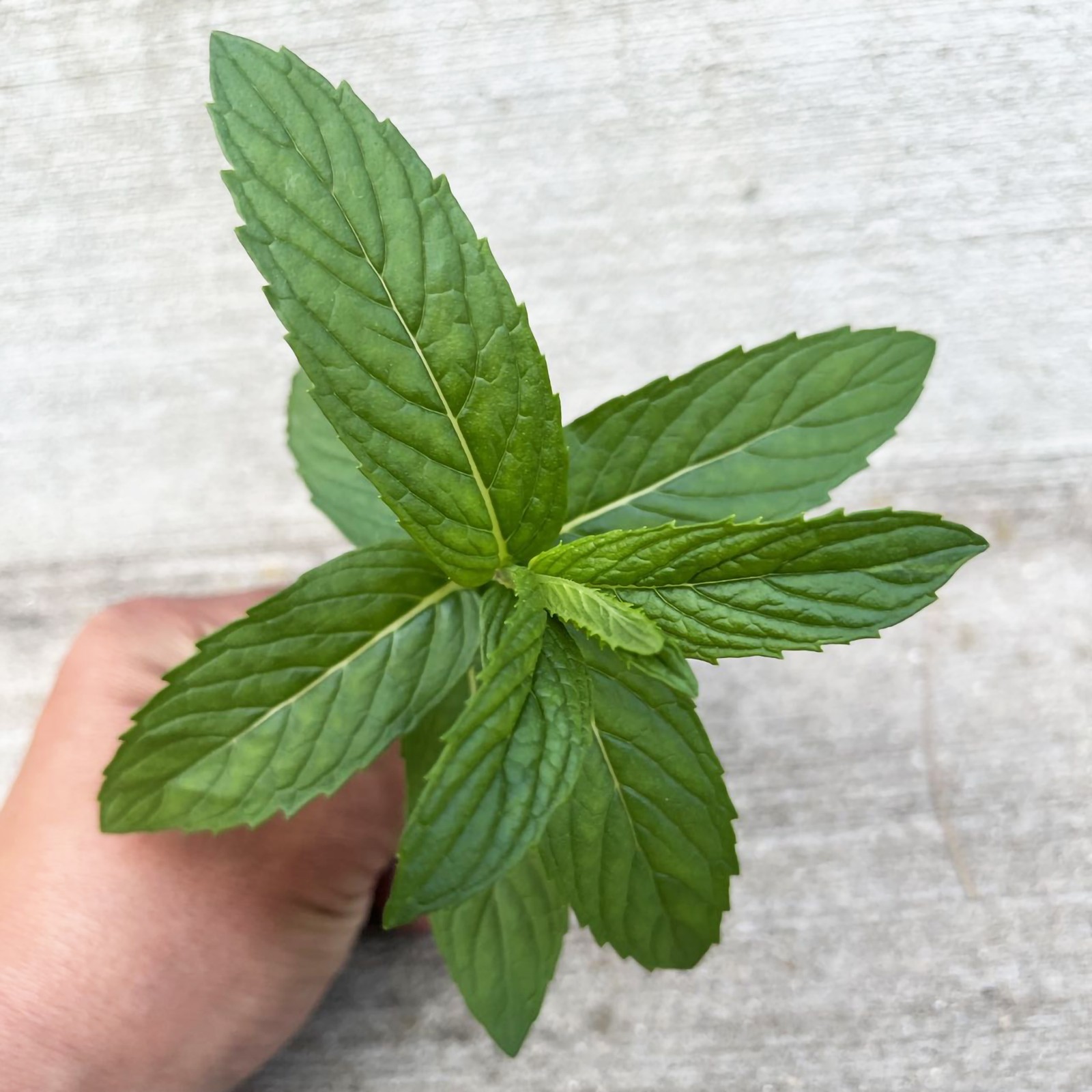 3 Plant Mint Spearmint Live Plant Edible Aromatic Herb Plant, Organic
