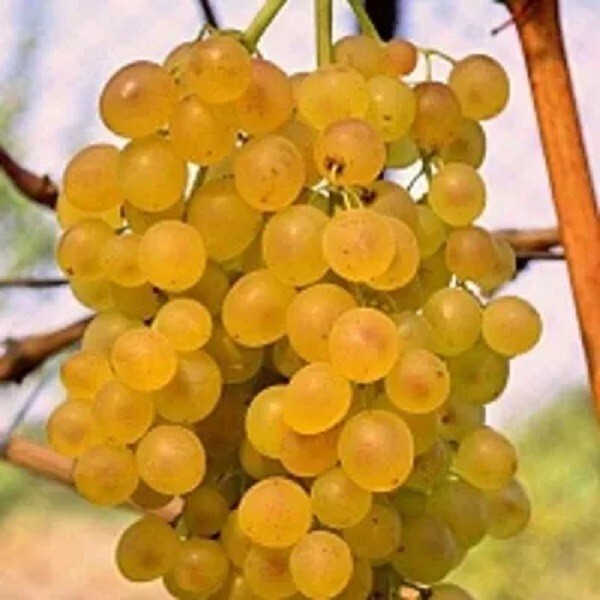 KISHMISH COCKTAIL SEEDLESS GRAPE – 5 cuttings- imported ,Ukraine