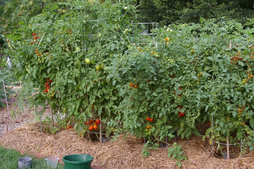 Light Blue Cherry heirloom tomato seeds non-gmo DIFFERENT UNIQUE STRAIN