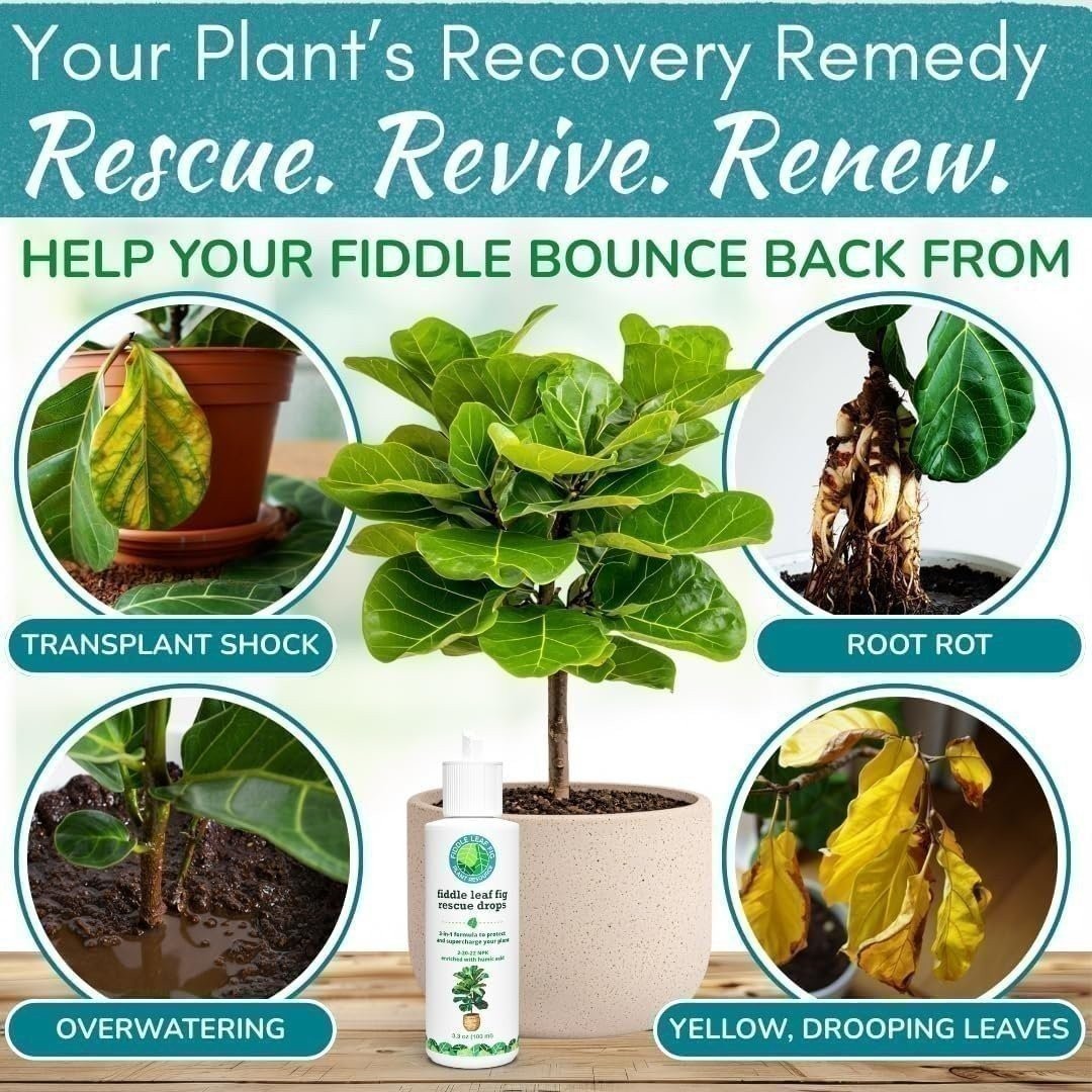 Fiddle Leaf Fig Rescue Drops – 3-in-1 Fertilizer, Root & Immunity Boost (100ml)