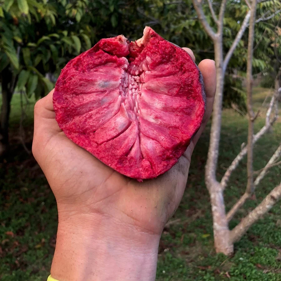 Rane’s Red Reticulata 7gal custard apple grafted fruit tree