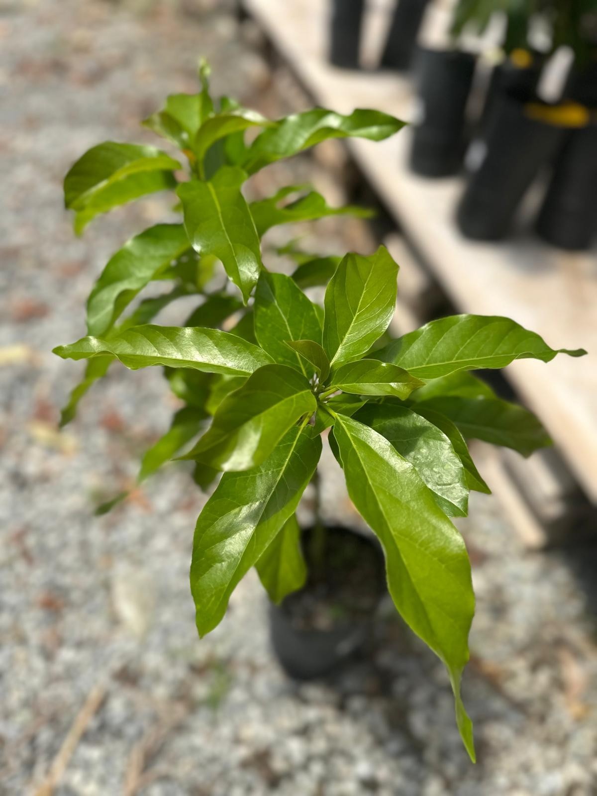 Grafted Hass Avocado (Persea americana) Live Fruit Tree (10in-2ft)