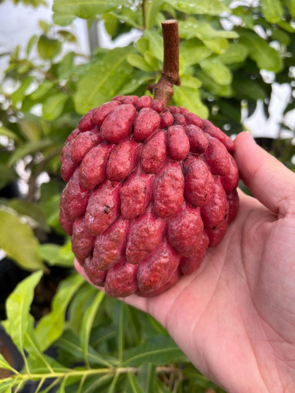 Rare Red Sugar Apple (Annona squamosa) Exotic tropical live Fruit Tree 8in-12in