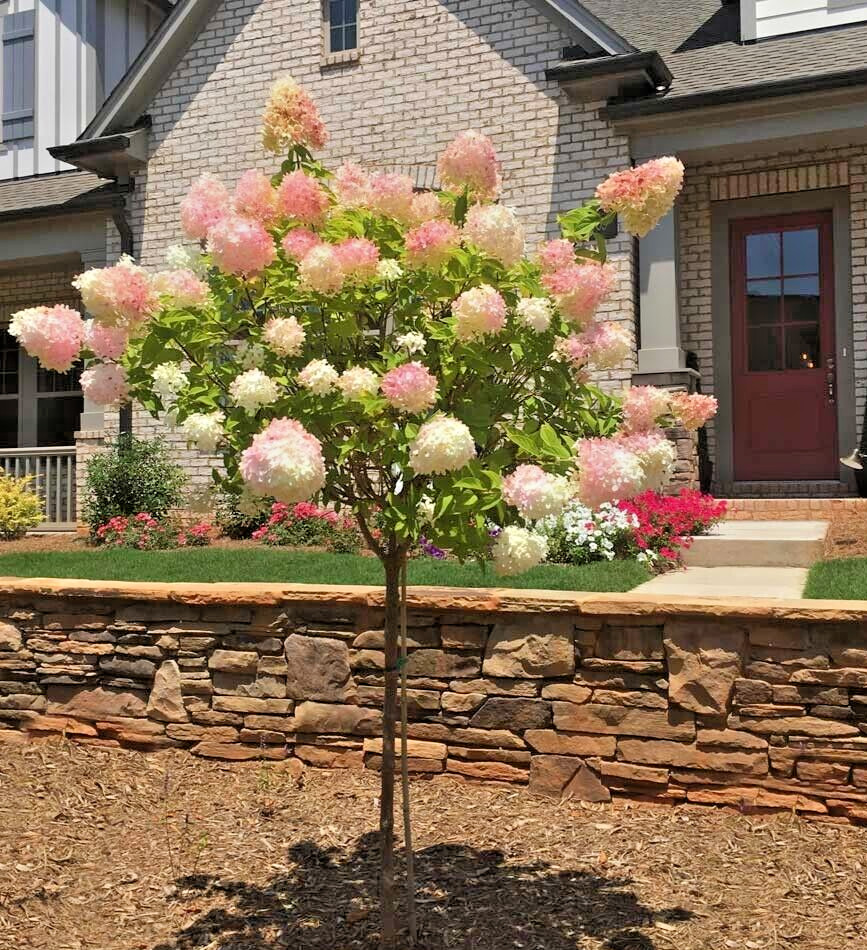 10 thin unrooted cuttings of stunning Vanilla Strawberry Hydrangea bush tree