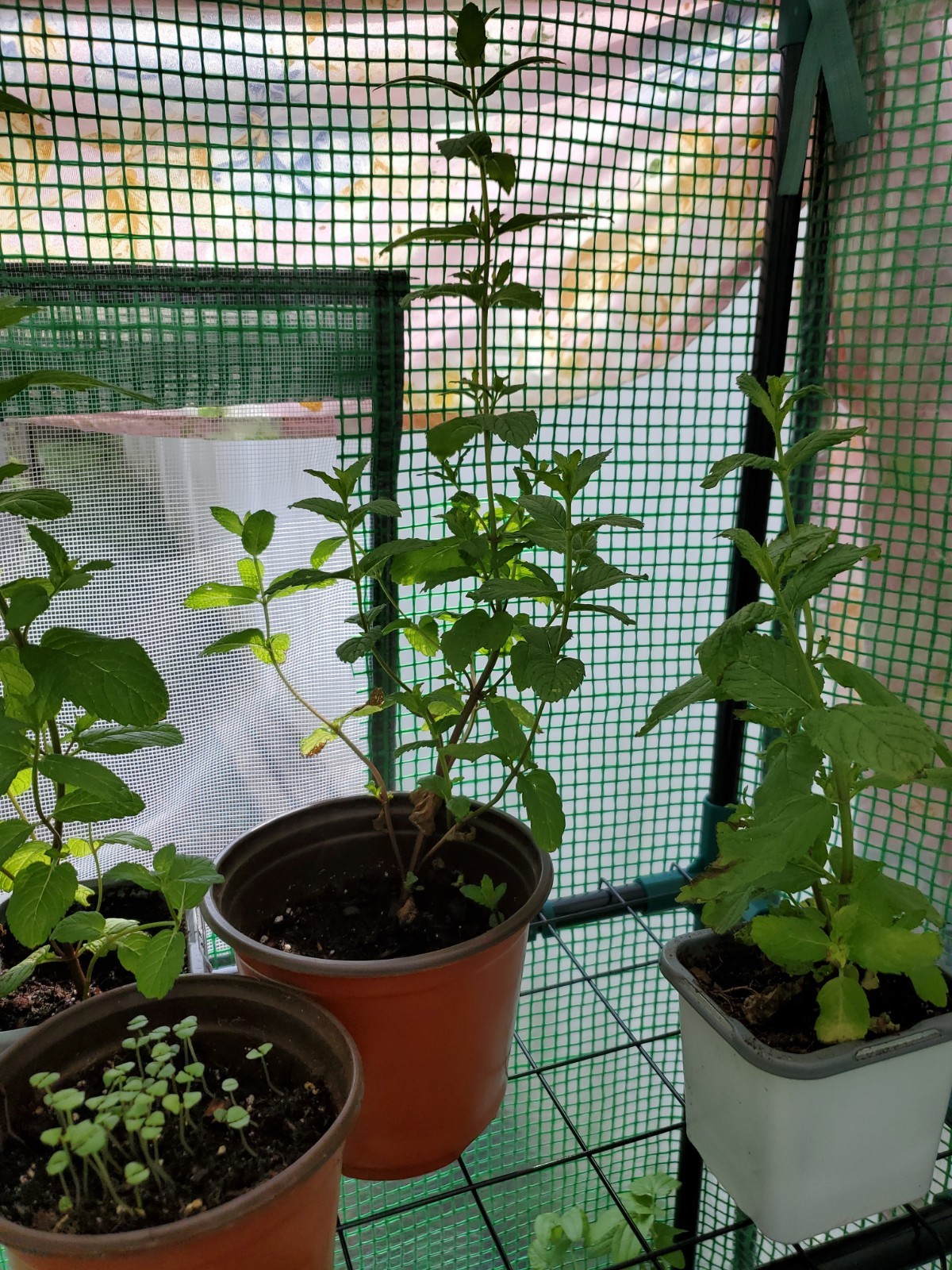 Mojito Mint Live Root