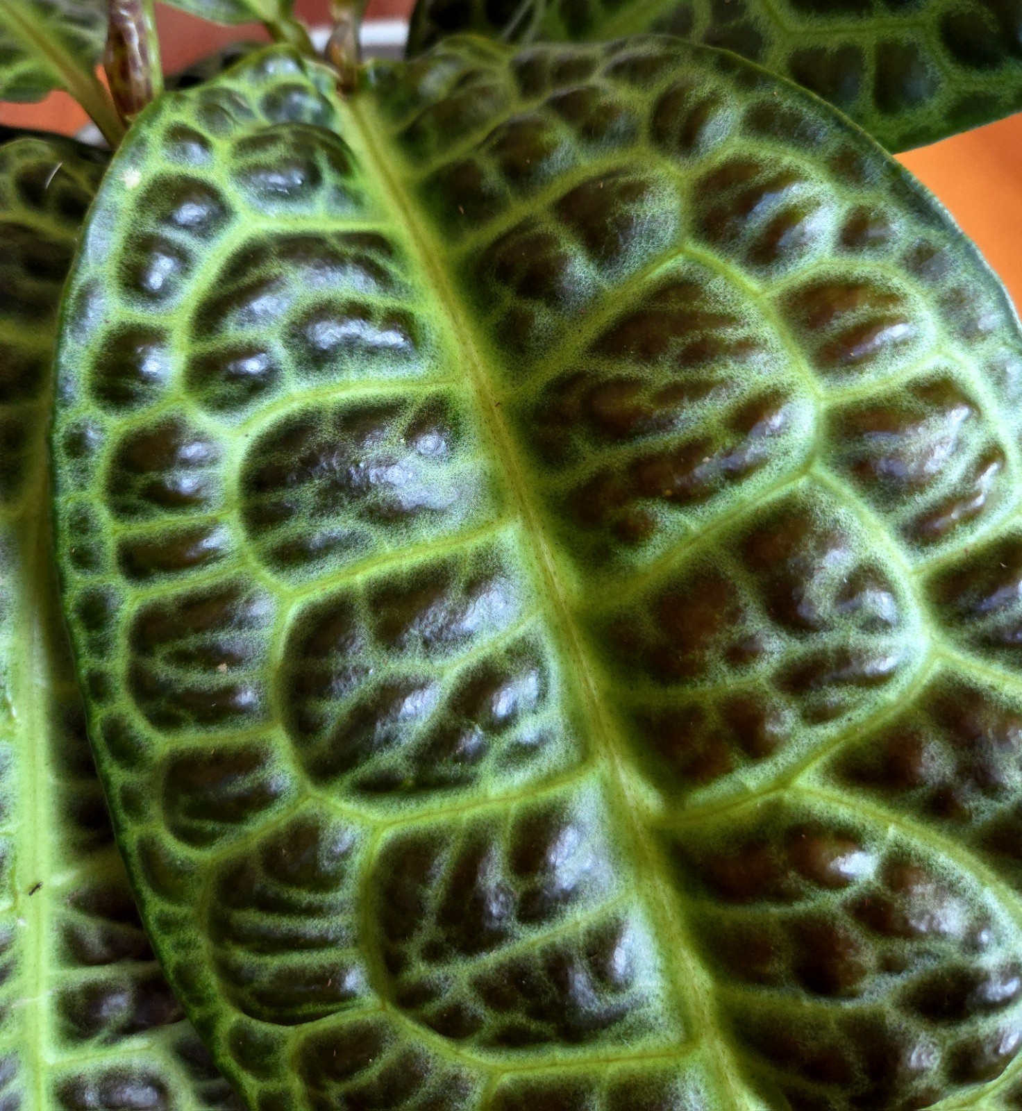 Rare Labisia Kura Kura 14″ Tall 2 Plants Aroid Not Philodendron Monstera