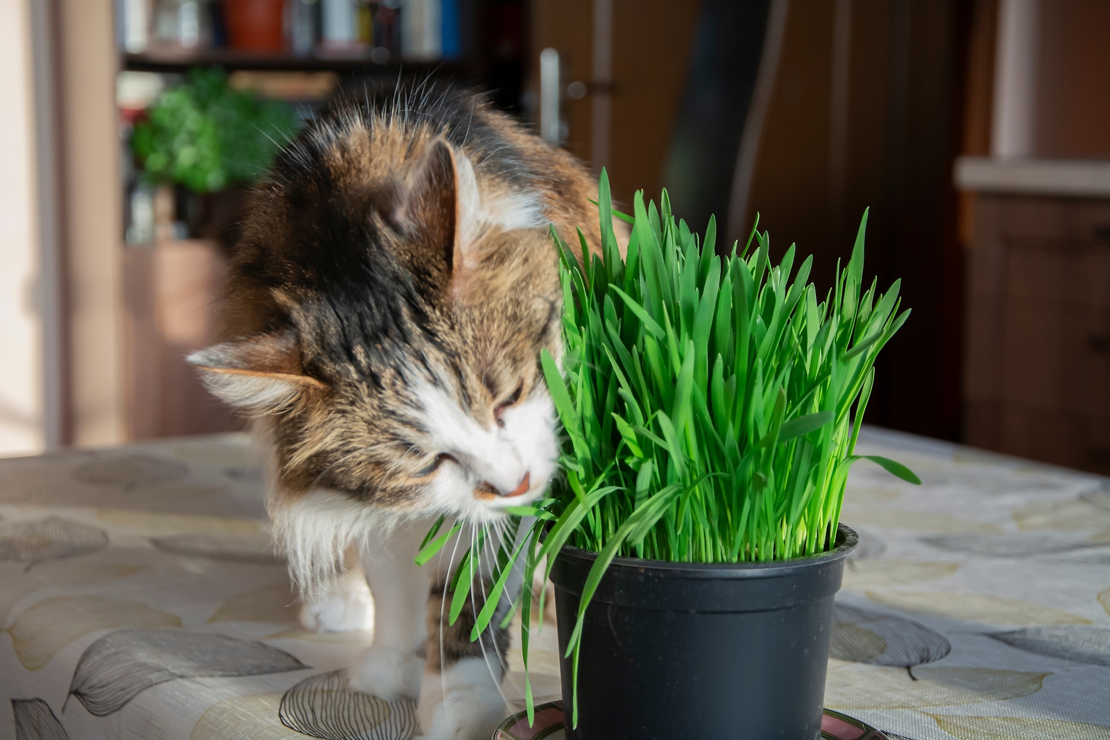500 Organic CAT GRASS WHEAT Grass Pet Grass Wheatgrass Triticum Aestivum Seeds