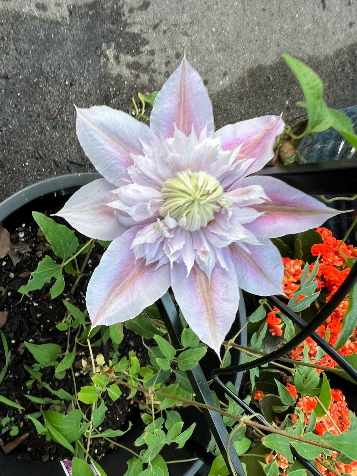 1 “Josephine Evijohil” Clematis Starter Plant (Not Seeds) – US Seller