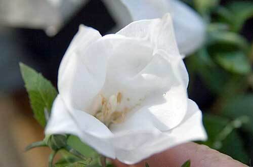 Platycodon grandiflorus | White Balloon Flower | Chinese Bellflower | 10 Seeds