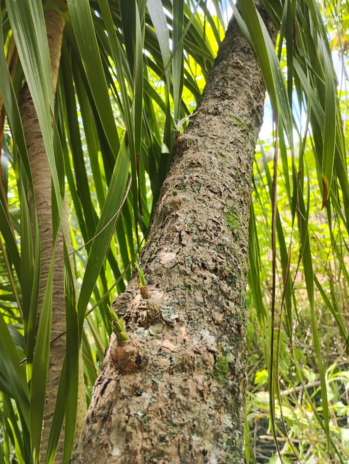 “Rare” Beautful Ponytail Palm 30 Year Old Tree