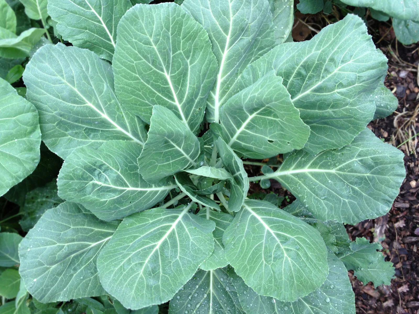 250 CHAMPION COLLARD SEEDS FRESH HARVEST FOR GARDENS US SELLER