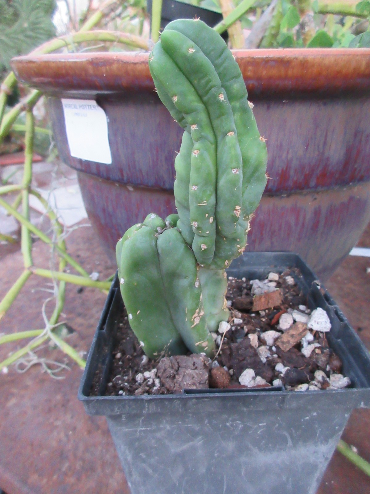 Columnar Monstrose Cactus 1 small partially rooted plant