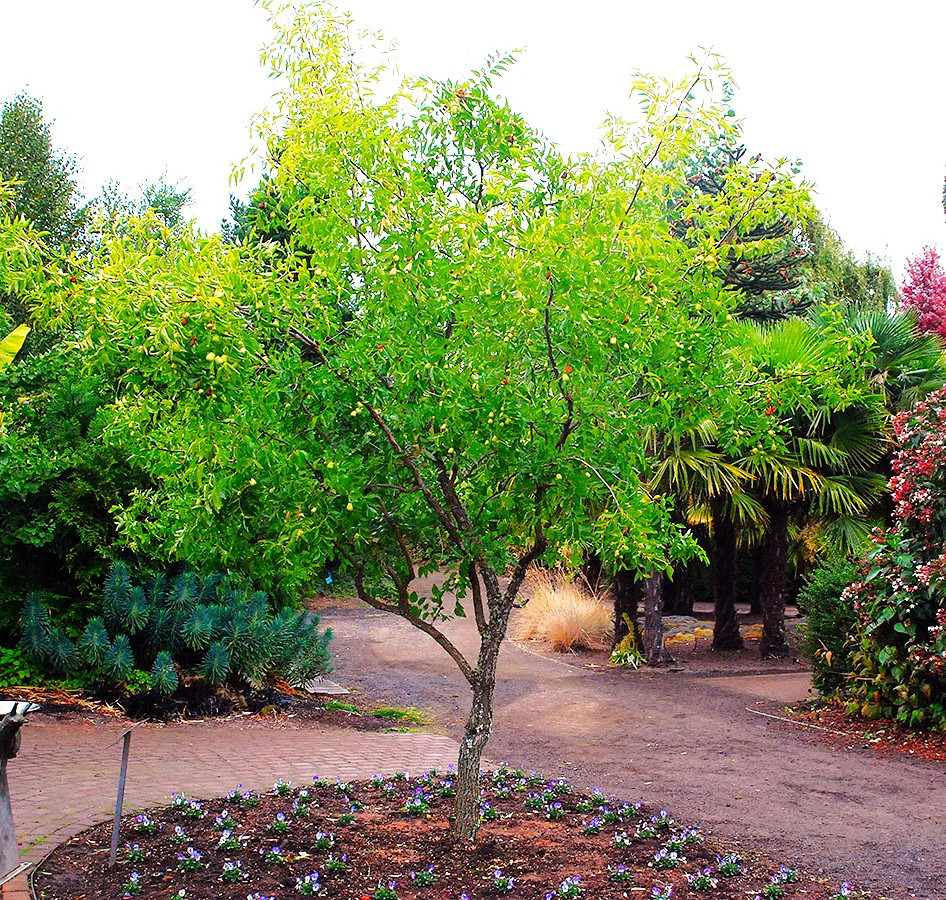 Jujube Tree Seeds (Chinese Red Date) | 紅棗 Ziziphus Jujuba Ber Hong Zao Seed 2025