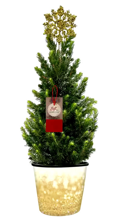 Bell Nursery Picea Conica (Dwarf Alberta Spruce) In 1 Gallon Gold Holiday Pot