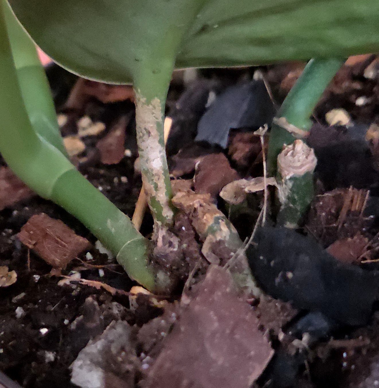Rare Scindapsus Blue Splash 12″ Tall 2 Plants Aroid not Monstera Philodendron