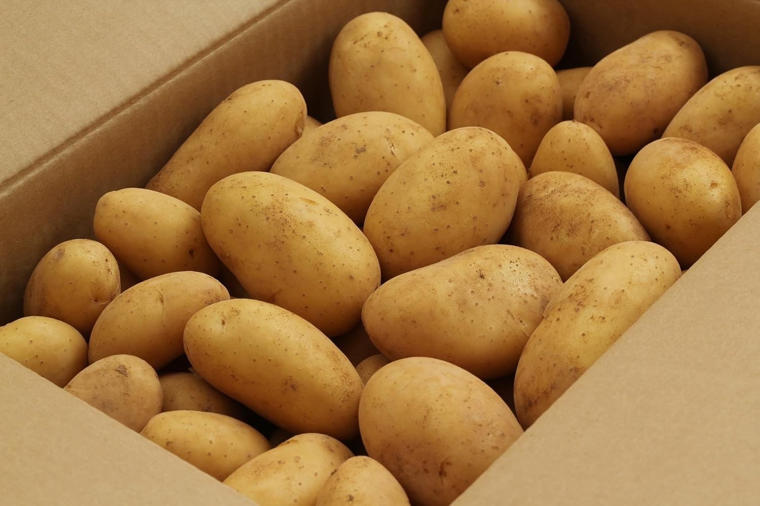 Irish Cobbler Seed Potatoes for Planting | Classic White Skin, Non-GMO (3 Pound)