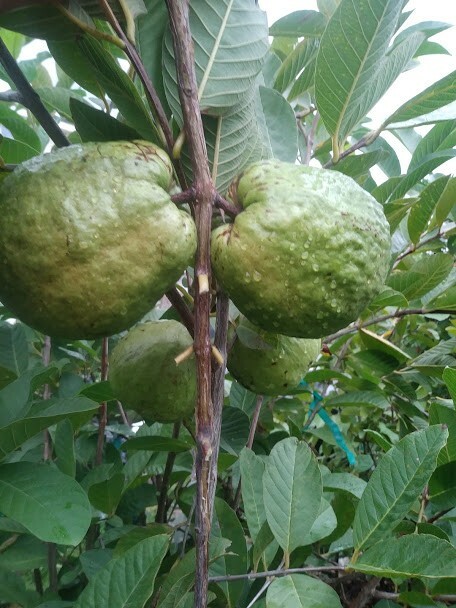 White Flesh Guava SEEDS, 20 Seeds, Fruit Seed for Home Garden
